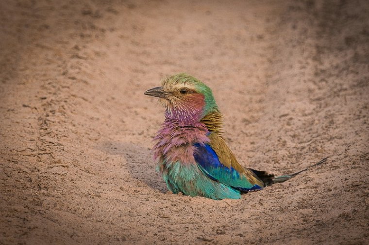 078 Zimbabwe, Hwange NP, vorkstaartscharrelaar.jpg